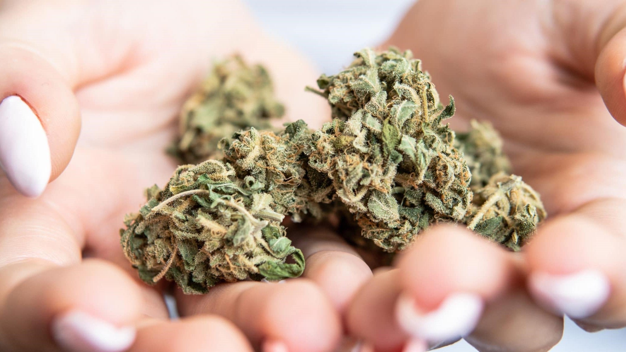 Indica Weed: A Guide To Effects, Strain Differences, And Smart Choices