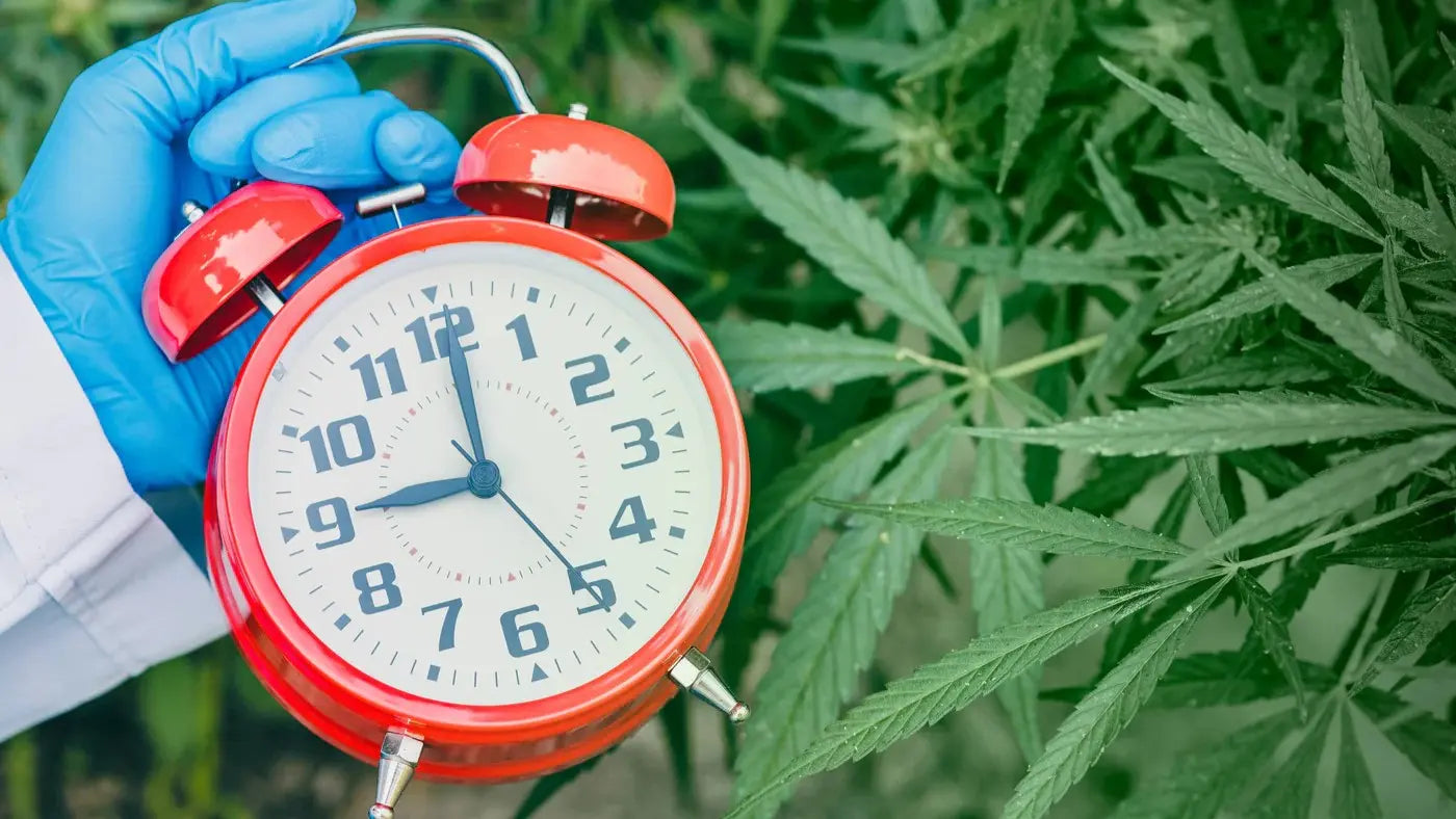 How Long Does Weed Stay in System After Quitting