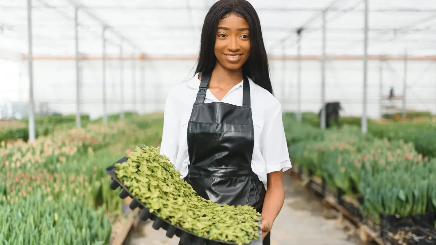 Weed and Productivity: What the Science Really Says