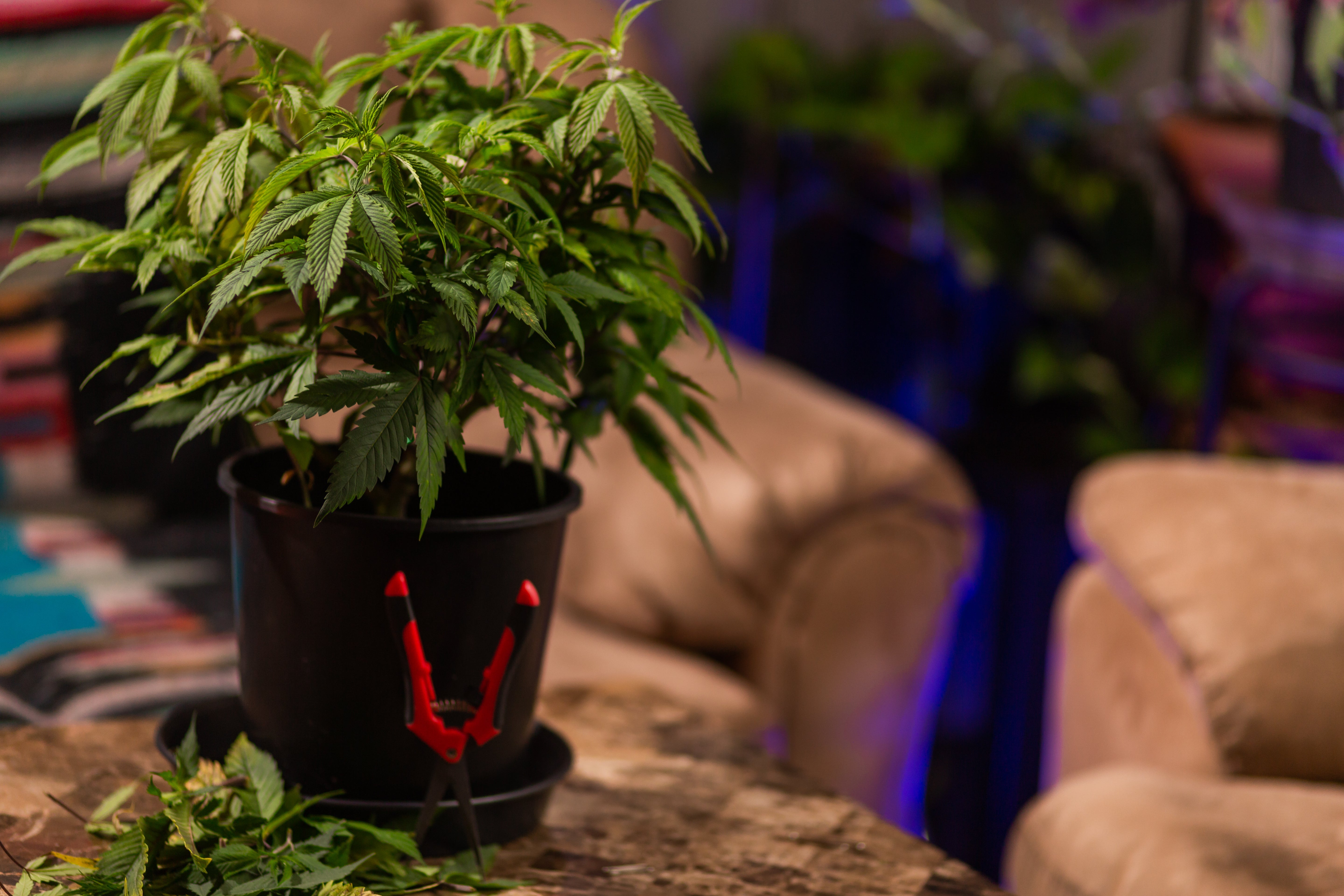 best humidity for weed