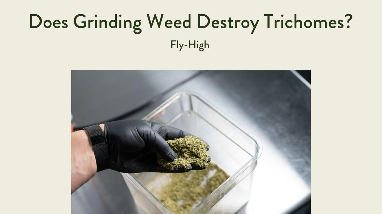 The image showcases weed trichomes.