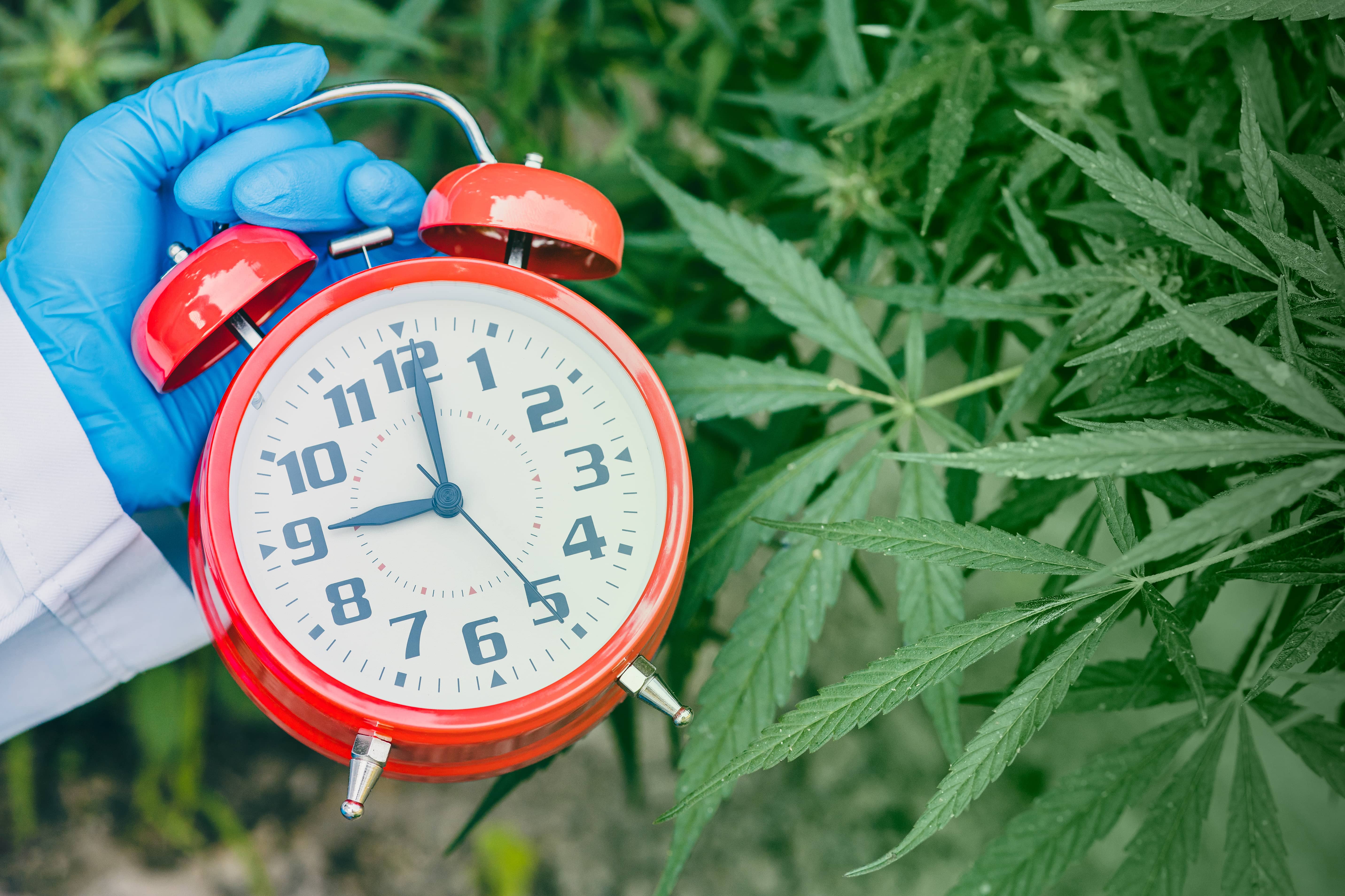 how long does weed stay in system after quitting