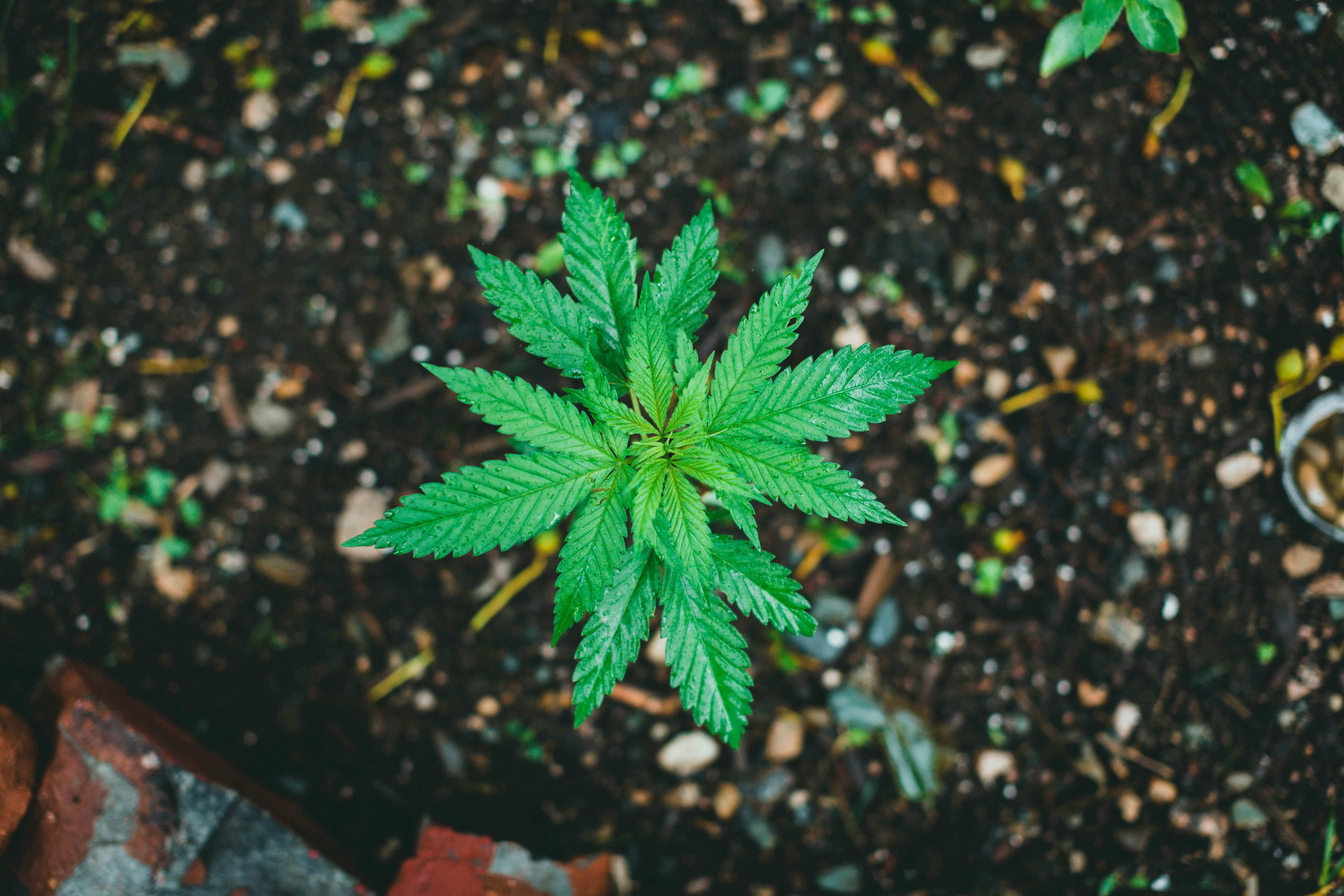 weed seeds