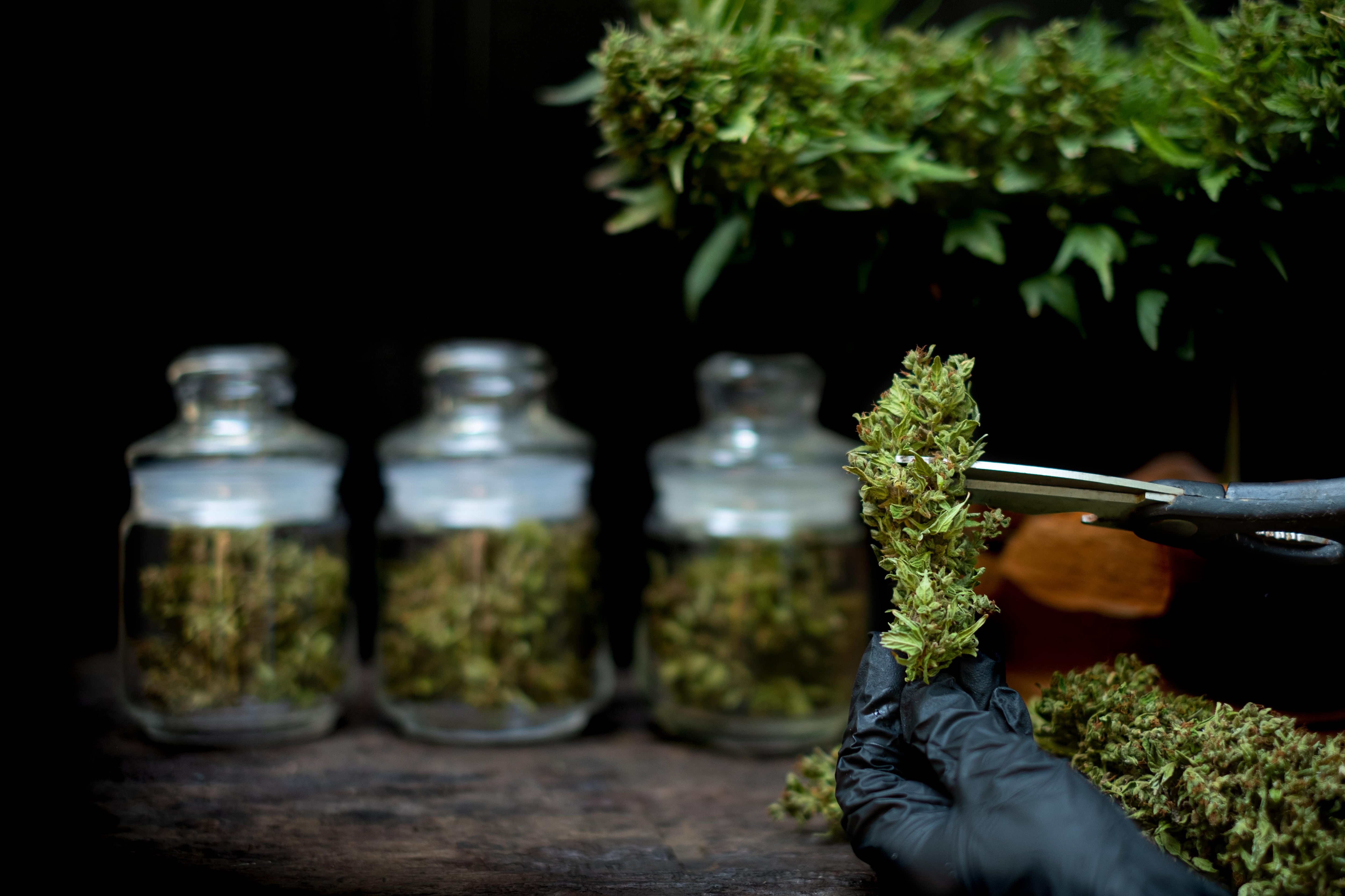 weed strains