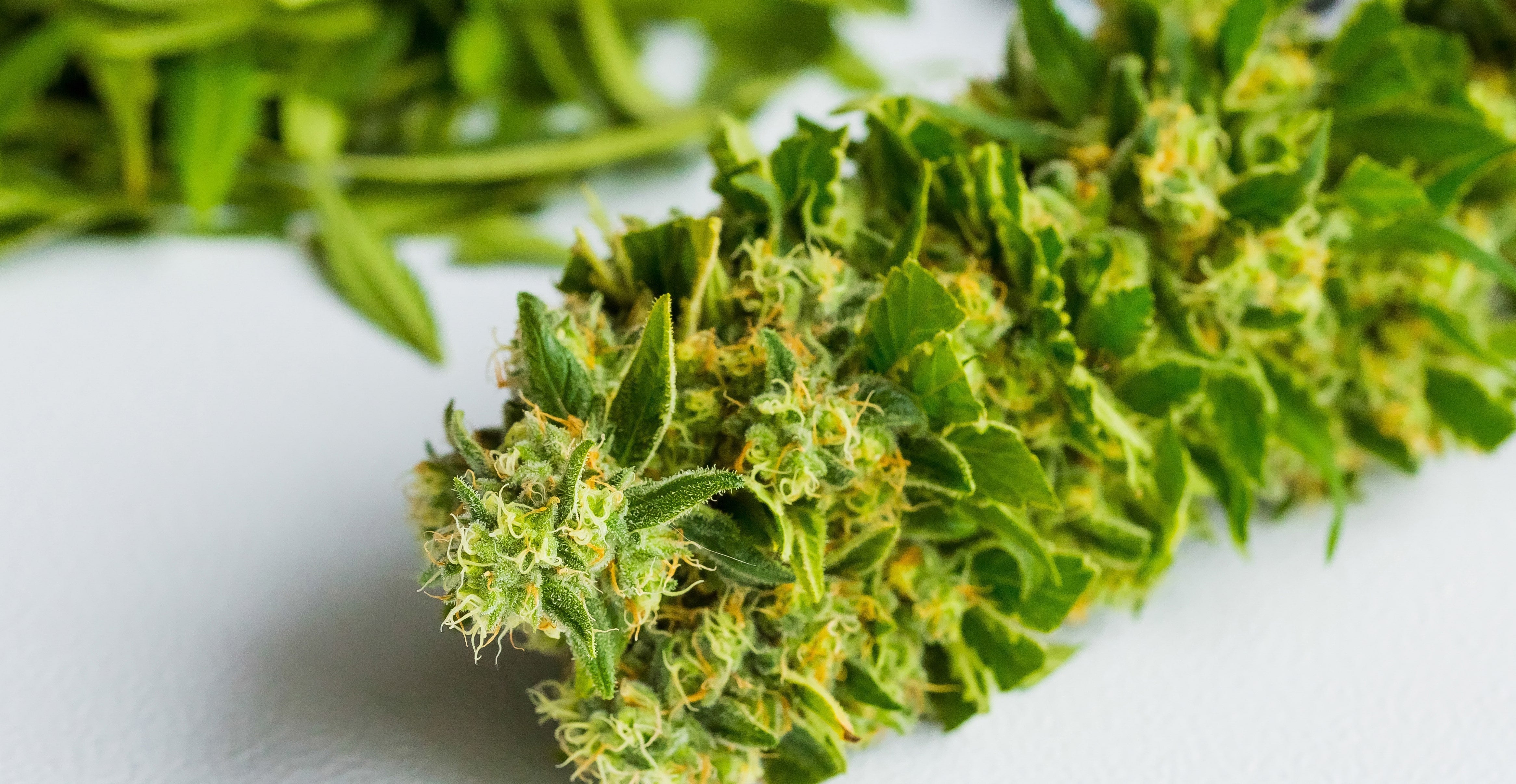 what is terps in weed