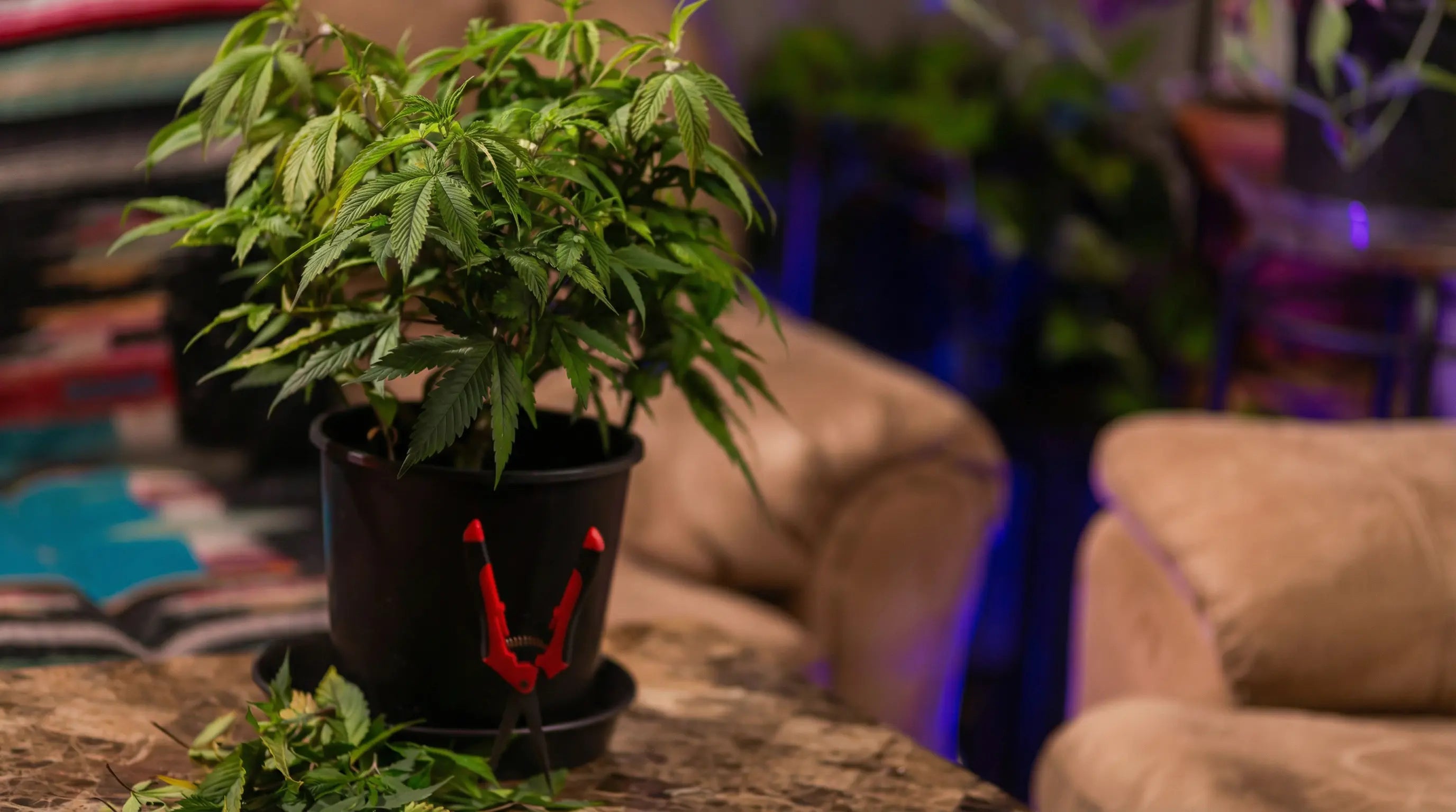 Best Humidity for Weed: Complete Guide for Every Stage