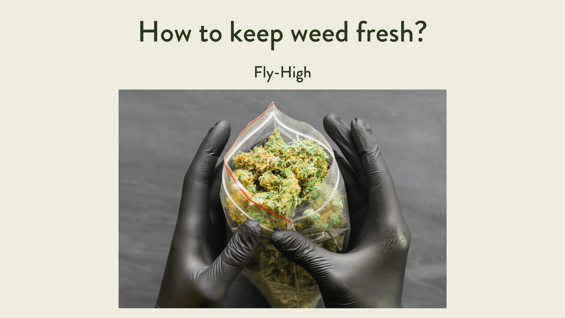 Person wearing black gloves holding a sealed plastic bag filled with fresh cannabis buds, accompanied by the text 'How to keep weed fresh?' The image emphasizes the importance of proper storage methods to maintain cannabis freshness.