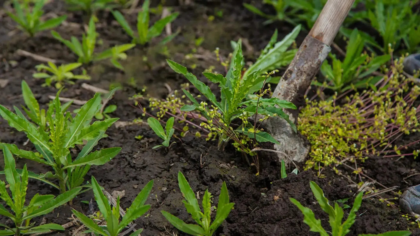 Low Quality Weed: How to Spot It, Avoid It, and Upgrade Your Stash