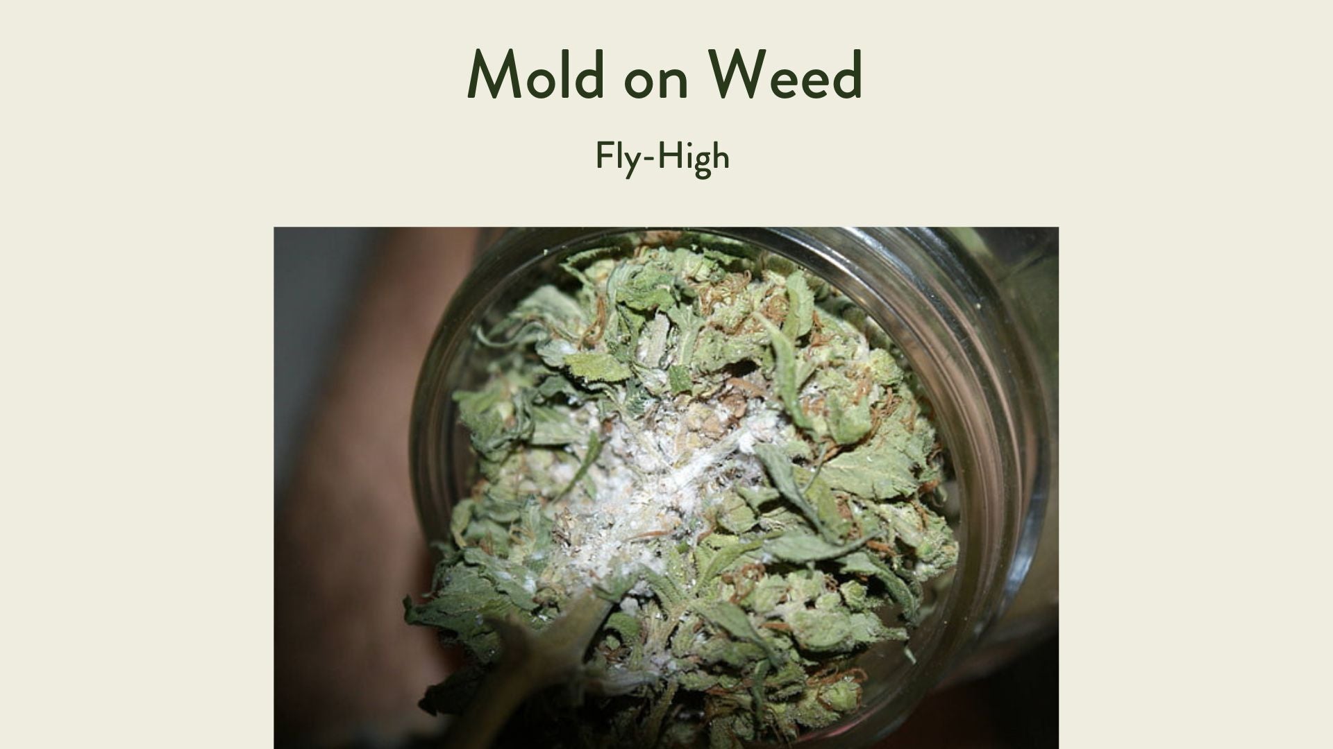 mold on weed
