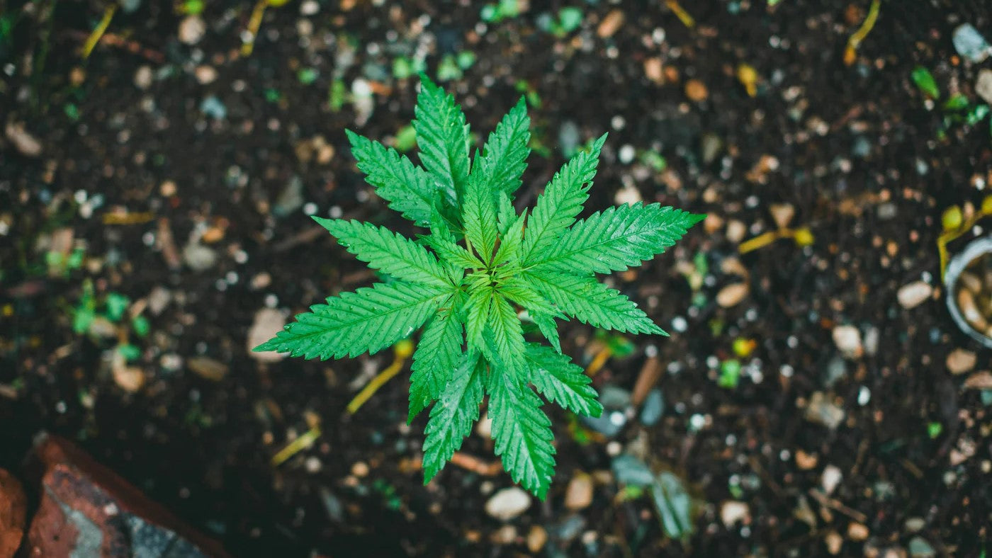 Weed Seeds: Everything You Need to Know About Cannabis Seeds