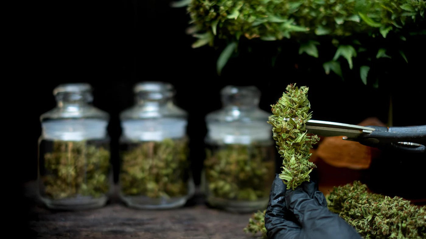 Weed Strains Guide: Types, Names & Choosing Yours