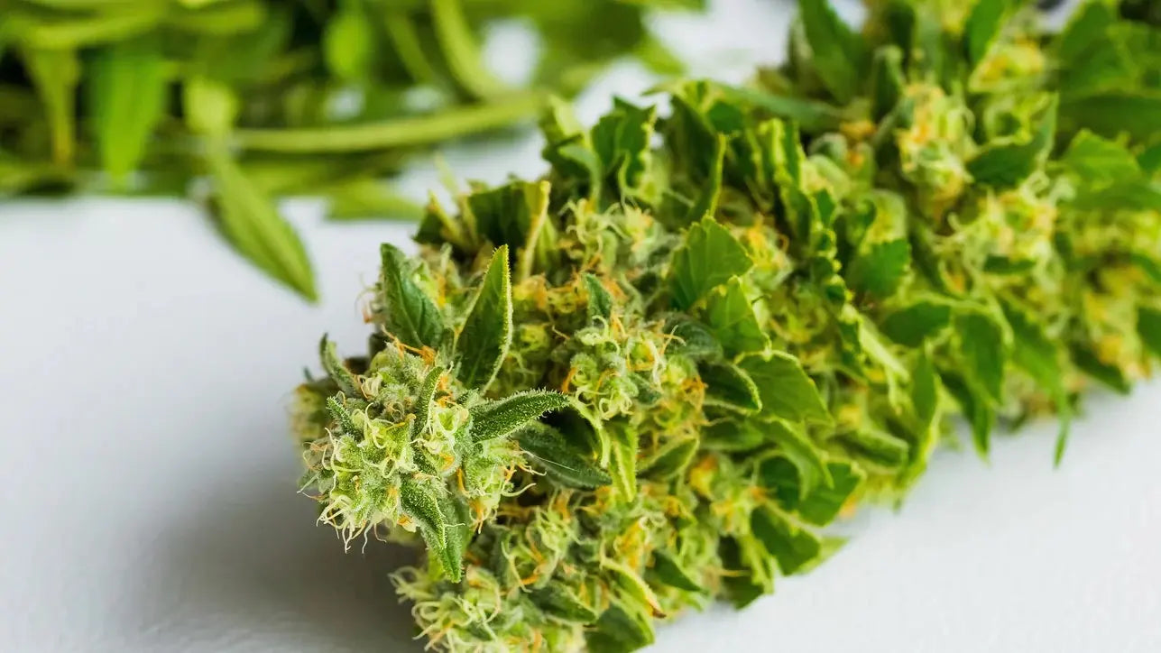 What Is Terps in Weed? Effects, Flavors, and Benefits