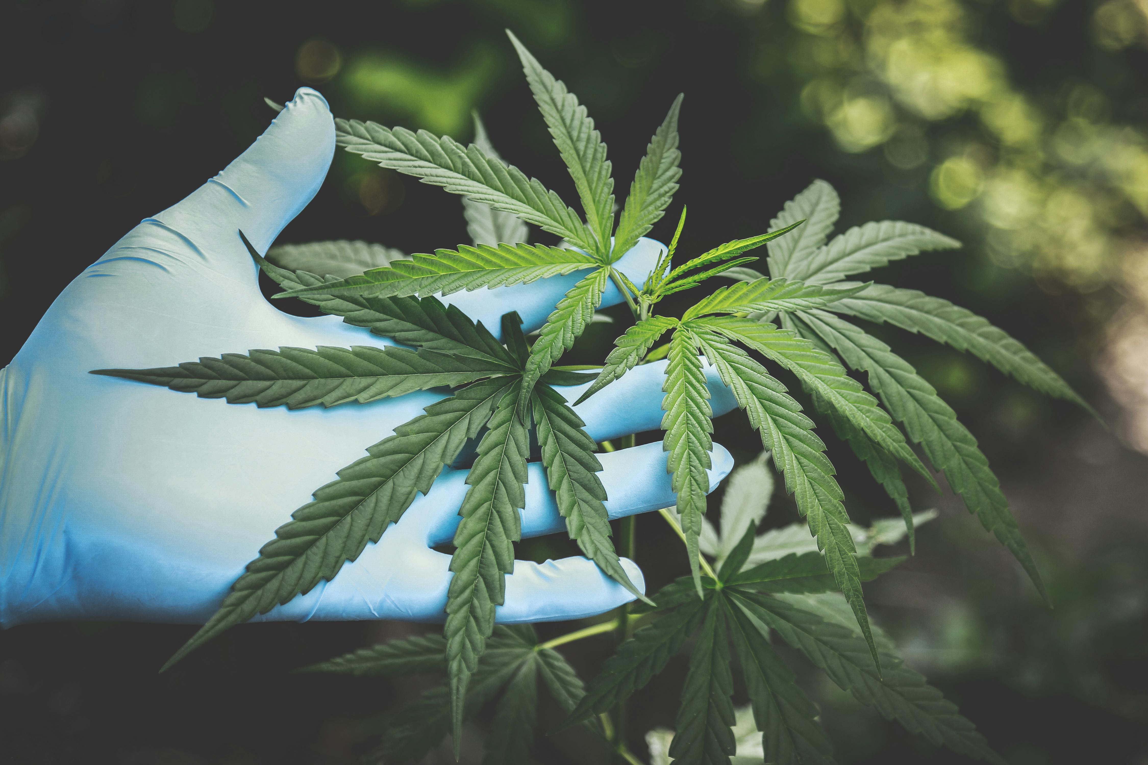 weed measurements